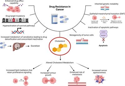 The utility of 3D models to study cholesterol in cancer: Insights and future perspectives